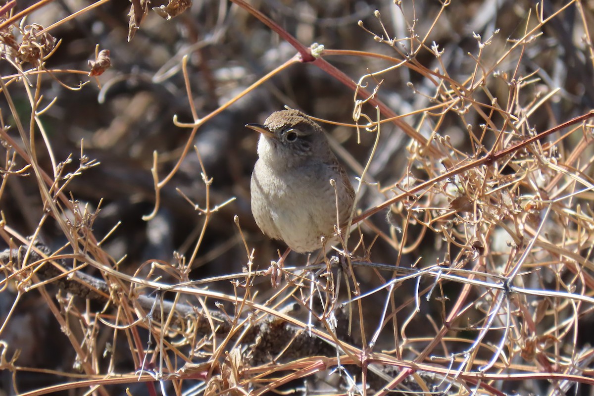 House Wren - David Orth-Moore