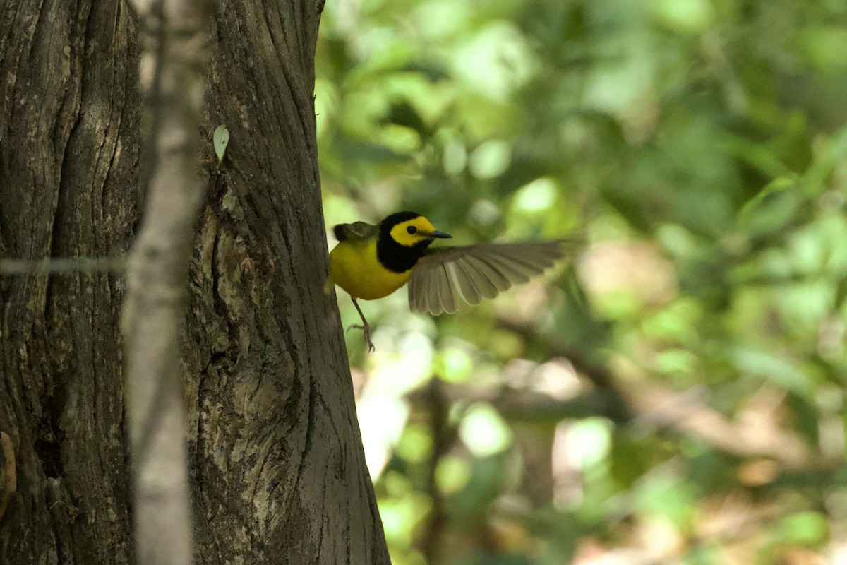 Hooded Warbler - Nicole Desnoyers