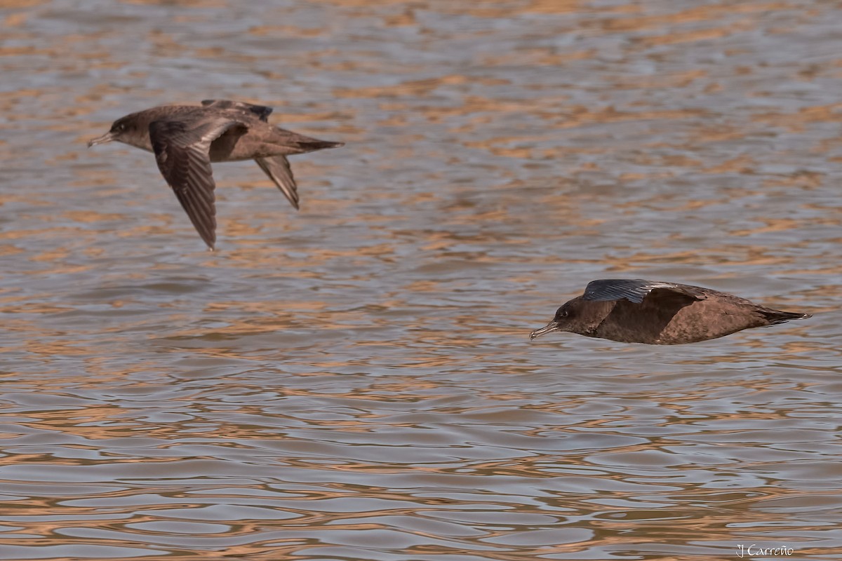 Sooty Shearwater - Juan Carlos Carreño Rojas