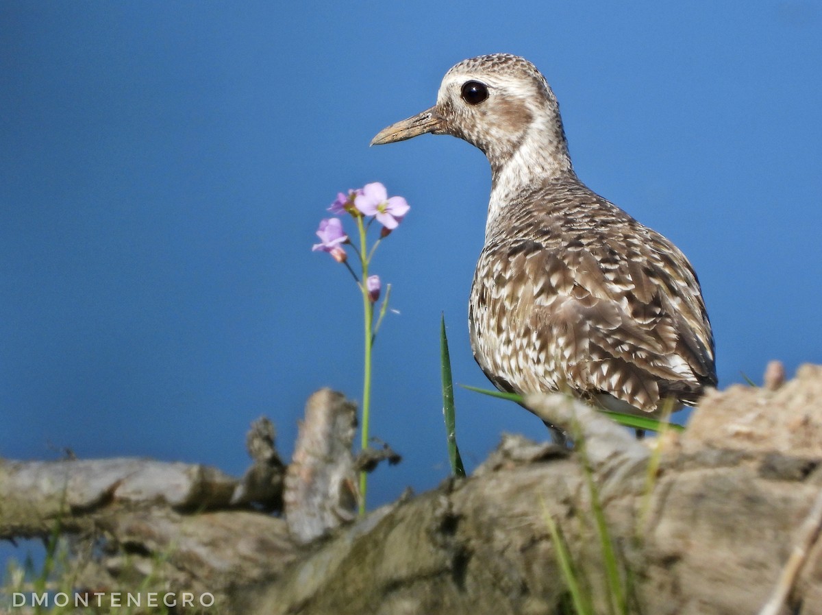 Black-bellied Plover - ML618922238