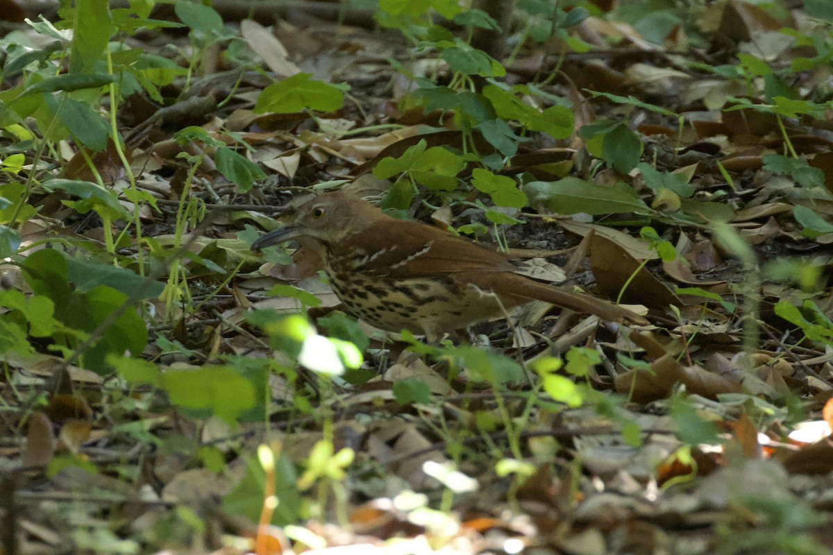 Brown Thrasher - Nicole Desnoyers