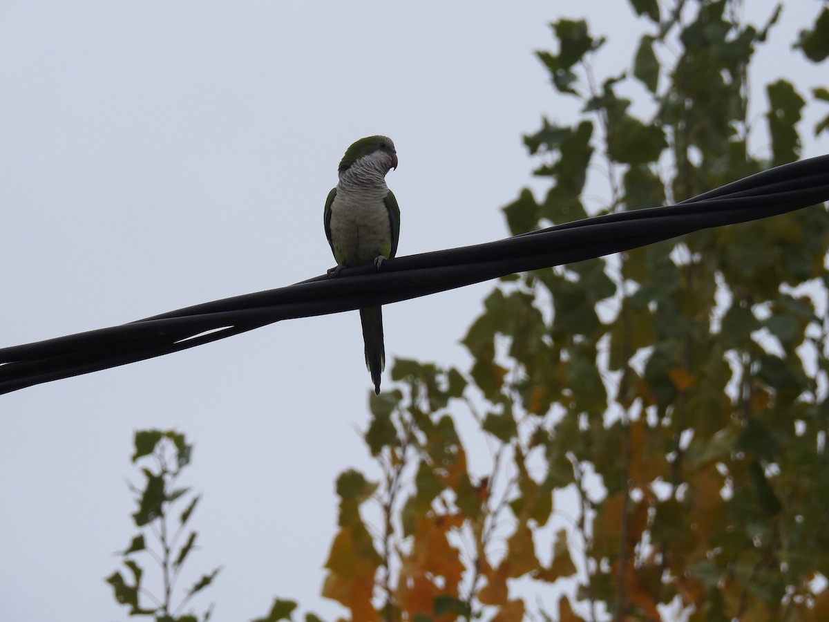 Monk Parakeet - adriana centeno