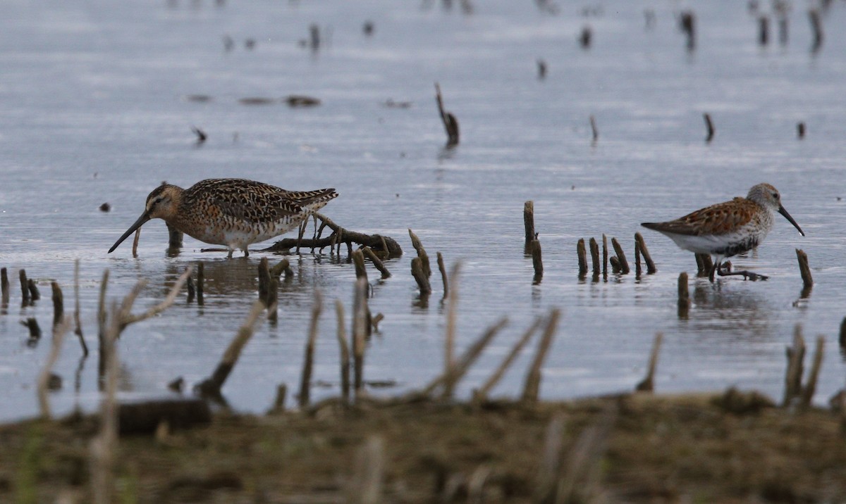 Short-billed Dowitcher - ML618922254