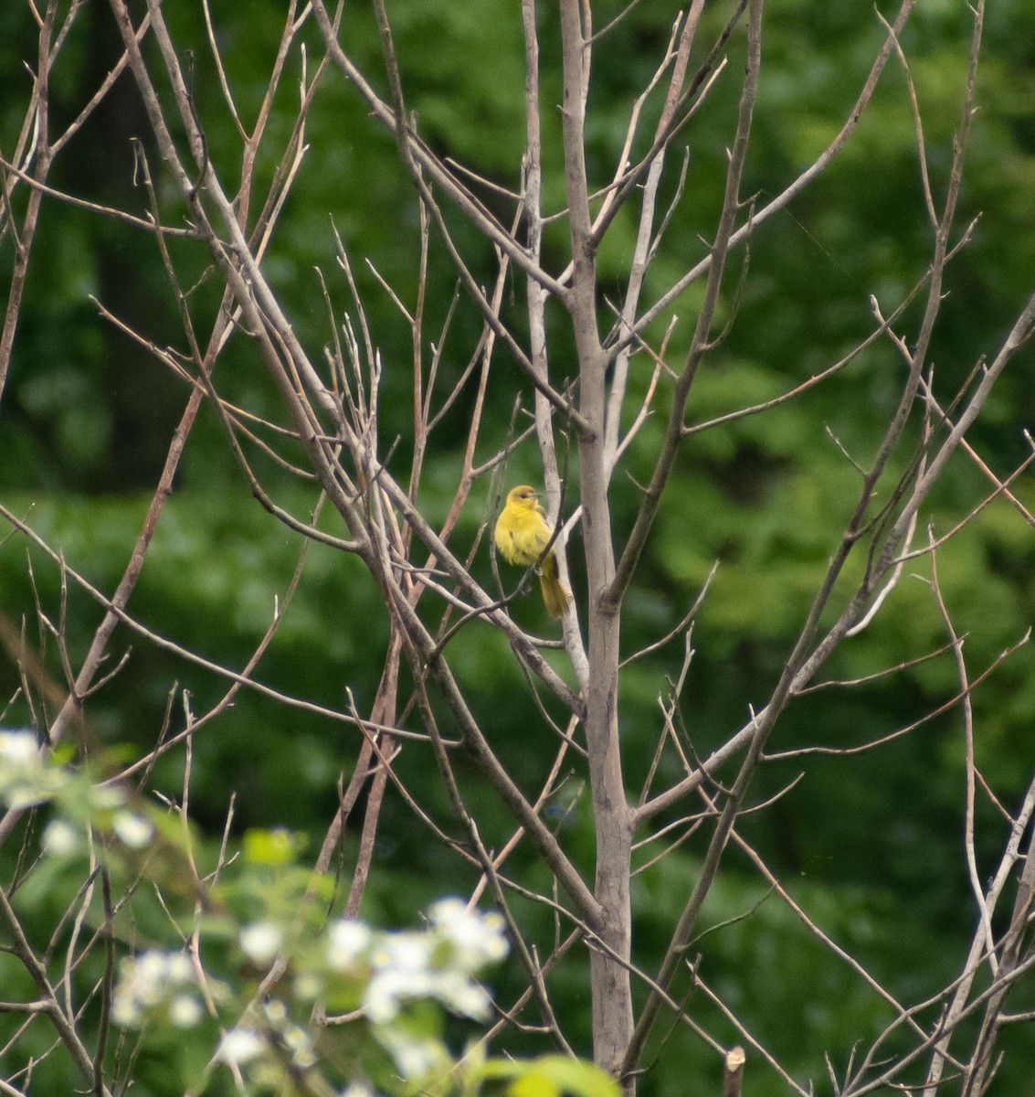 Orchard Oriole - Randall Nett