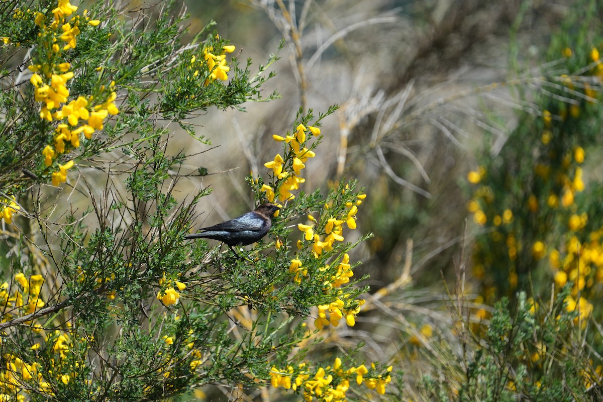 Brown-headed Cowbird - Derek Etherton