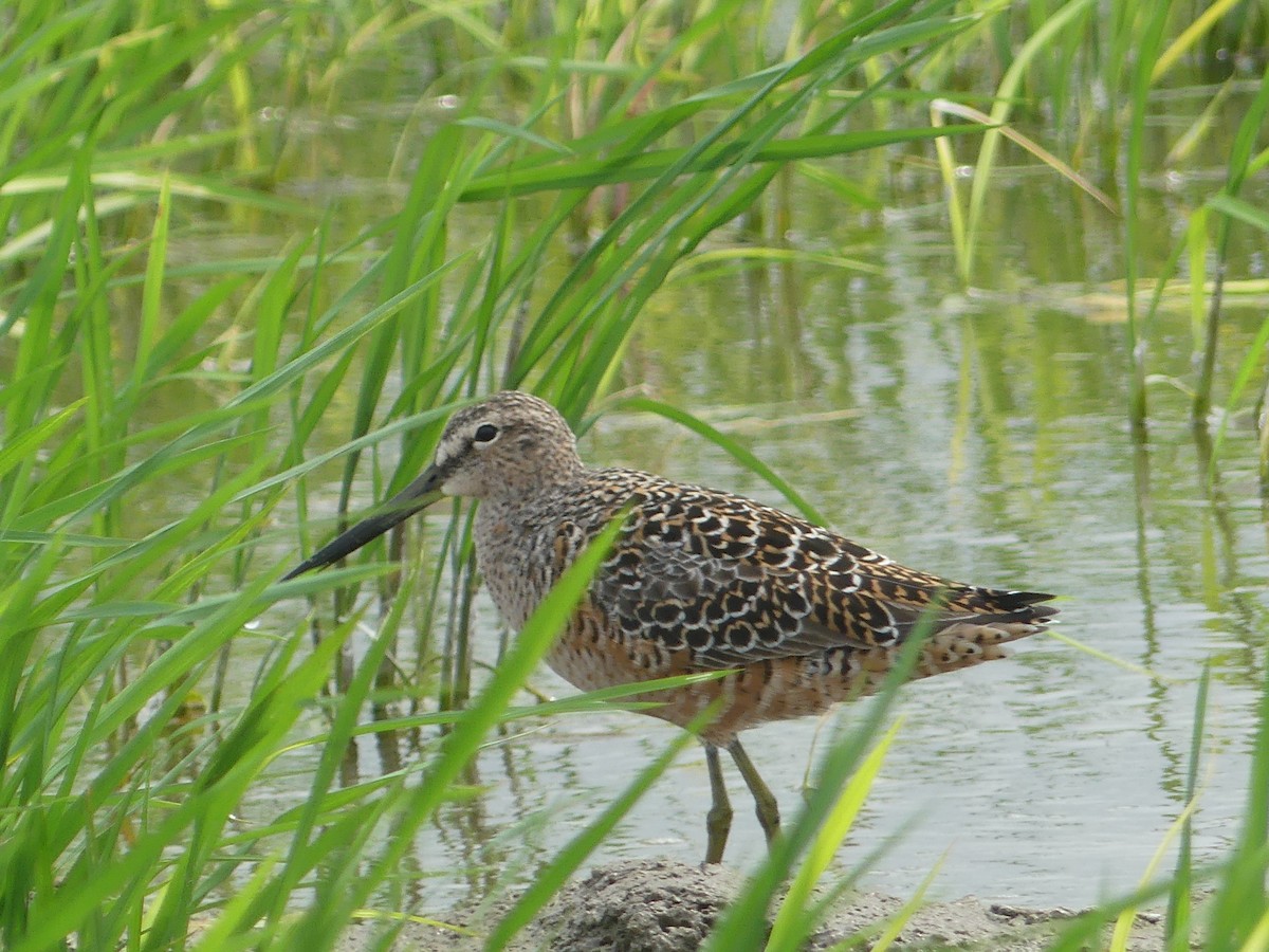 Long-billed Dowitcher - ML618922259