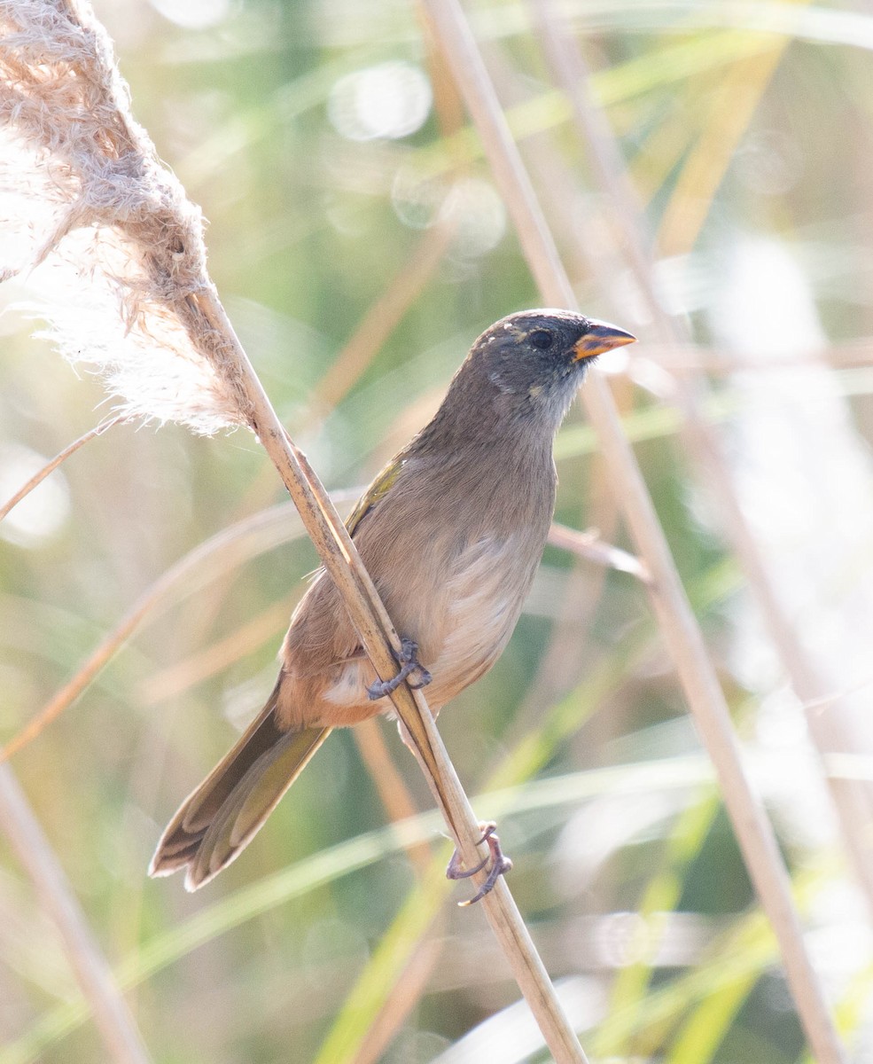 Great Pampa-Finch - Luciano Acquaviva