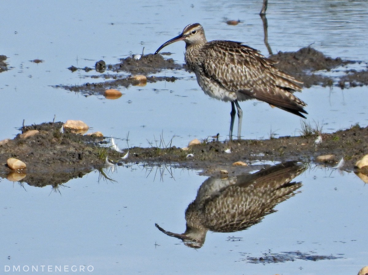 Whimbrel - Diego Montenegro