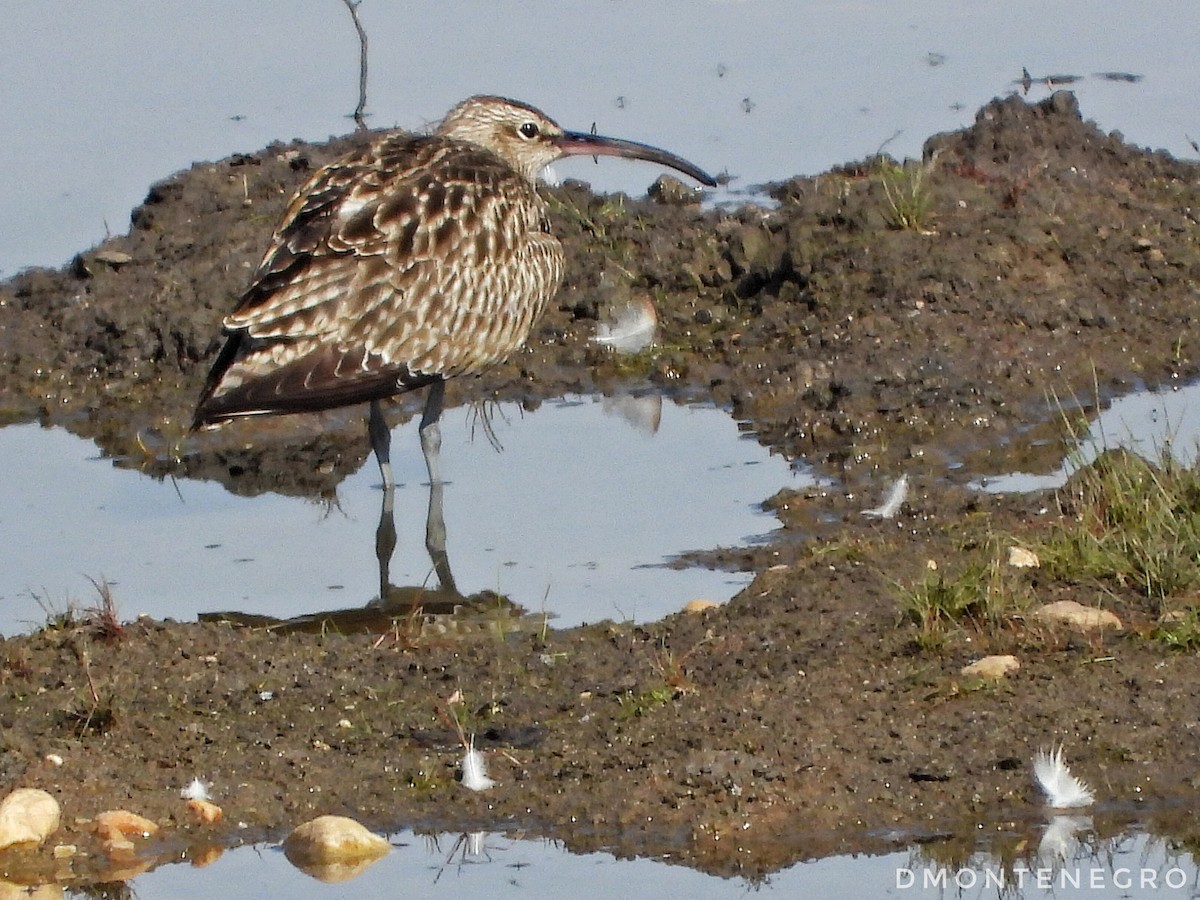 Whimbrel - Diego Montenegro