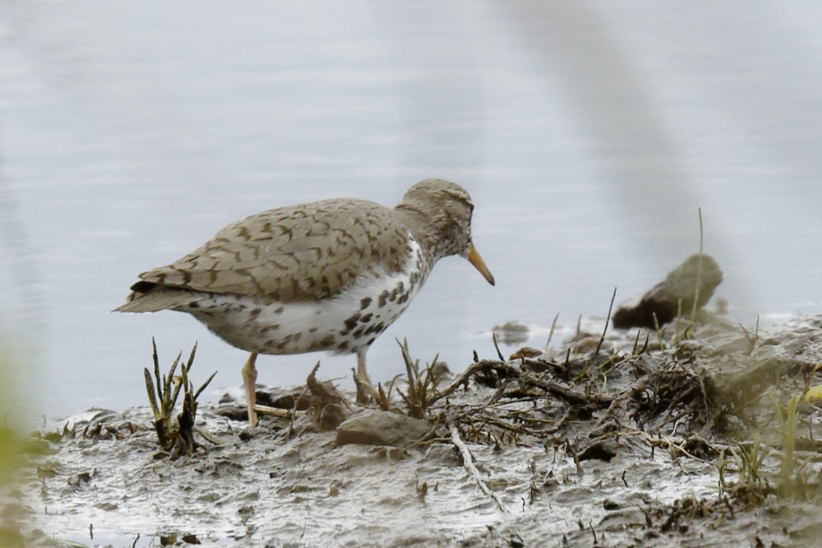 Spotted Sandpiper - Michel Letendre