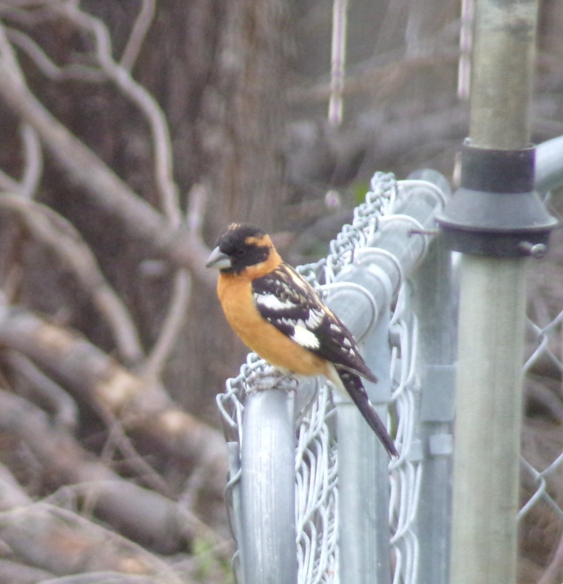 Black-headed Grosbeak - Patricia  Stuckey