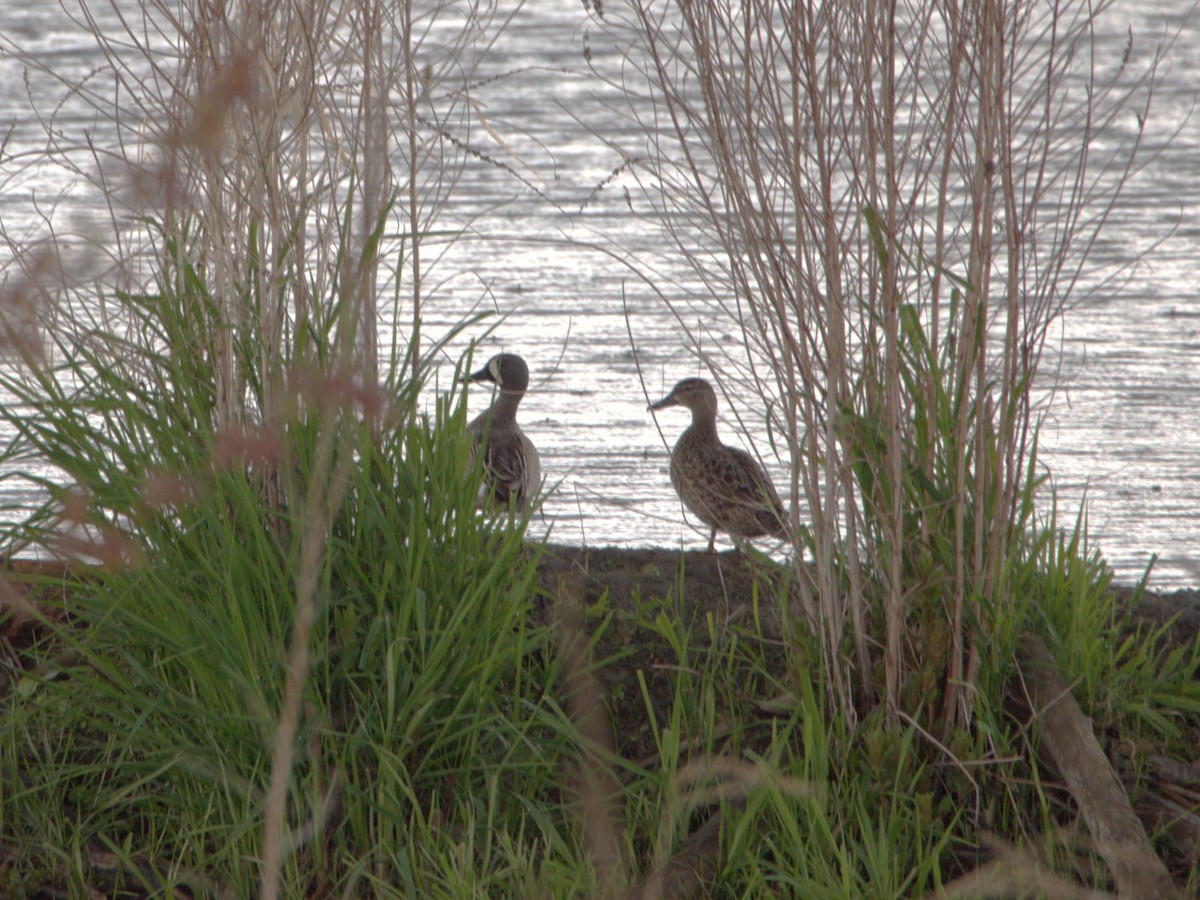 Blue-winged Teal - Jean-Marc Vallières