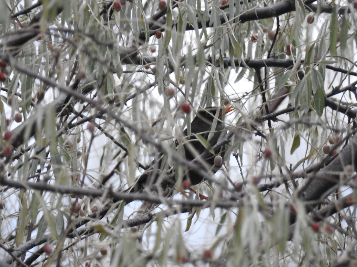 Chiguanco Thrush - adriana centeno