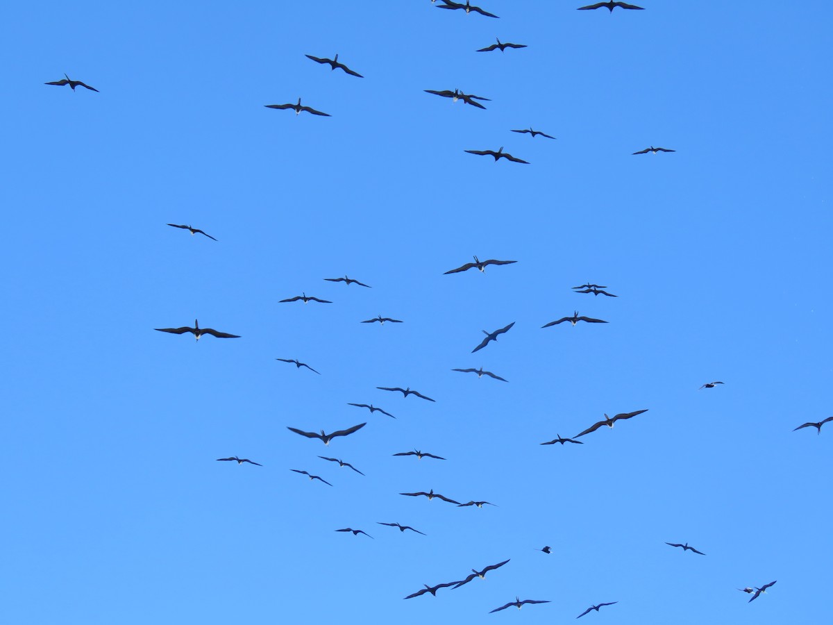 Magnificent Frigatebird - Val Landwehr