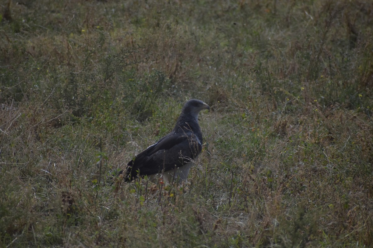 Black-chested Buzzard-Eagle - ML618922298