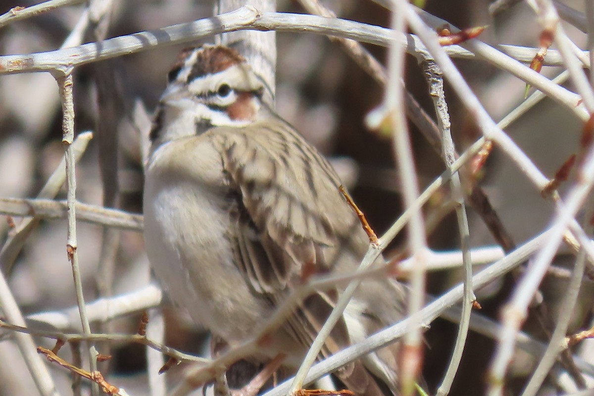 Lark Sparrow - David Orth-Moore