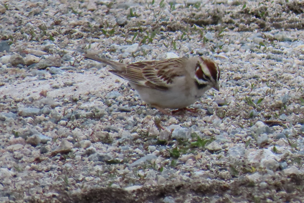 Lark Sparrow - David Orth-Moore