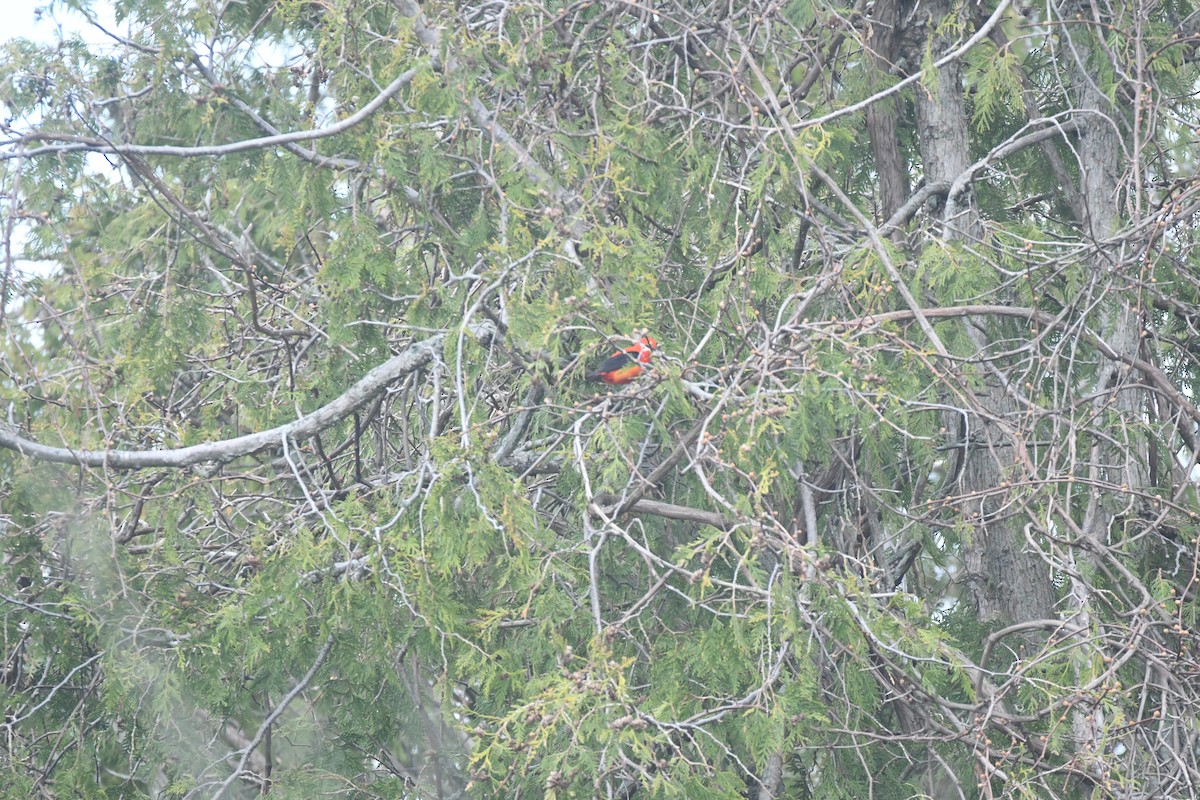 Scarlet Tanager - Ryne Rutherford