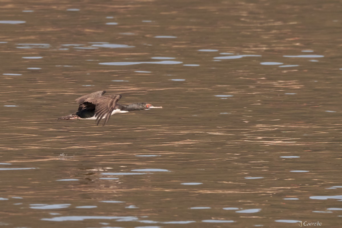 Guanay Cormorant - Juan Carlos Carreño Rojas