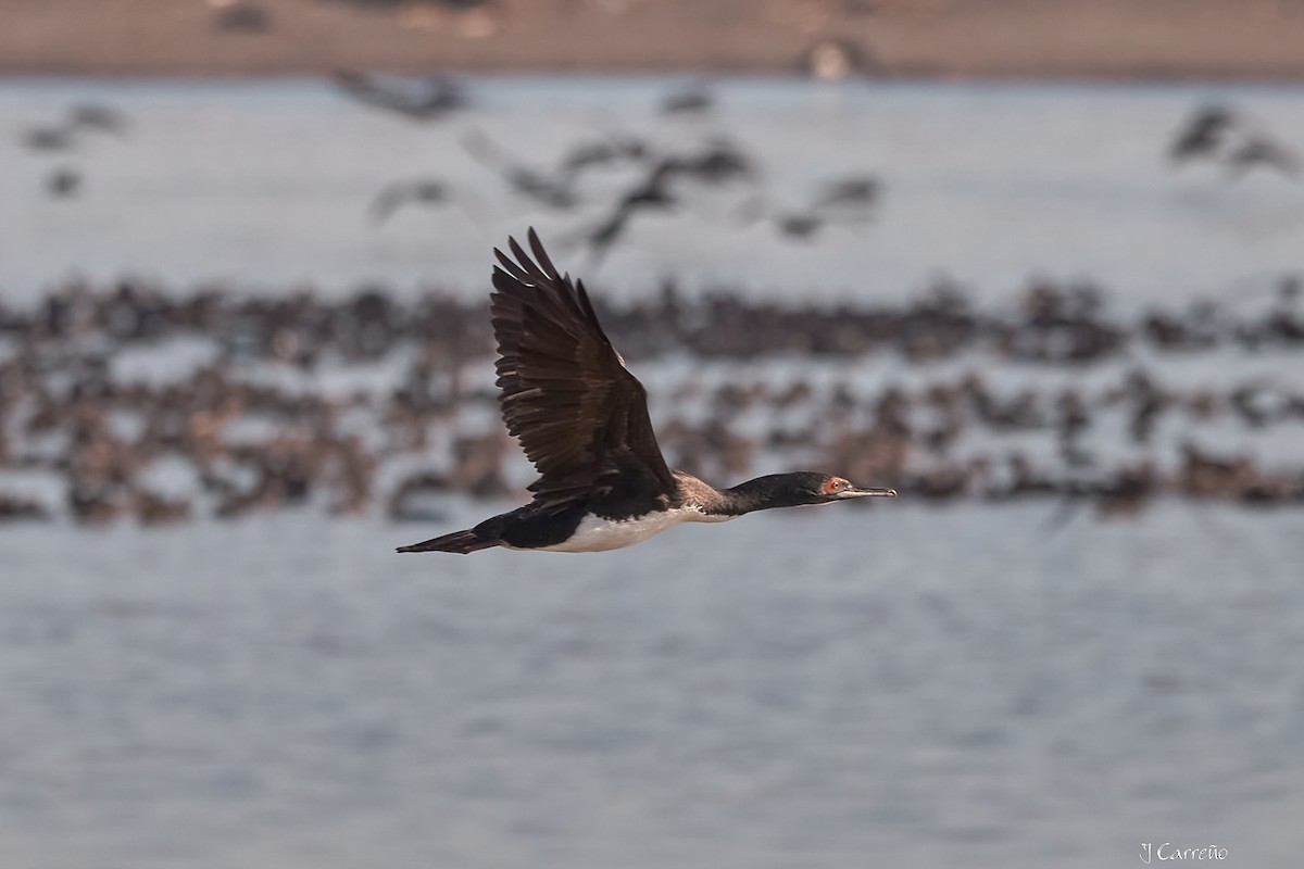 Guanay Cormorant - Juan Carlos Carreño Rojas