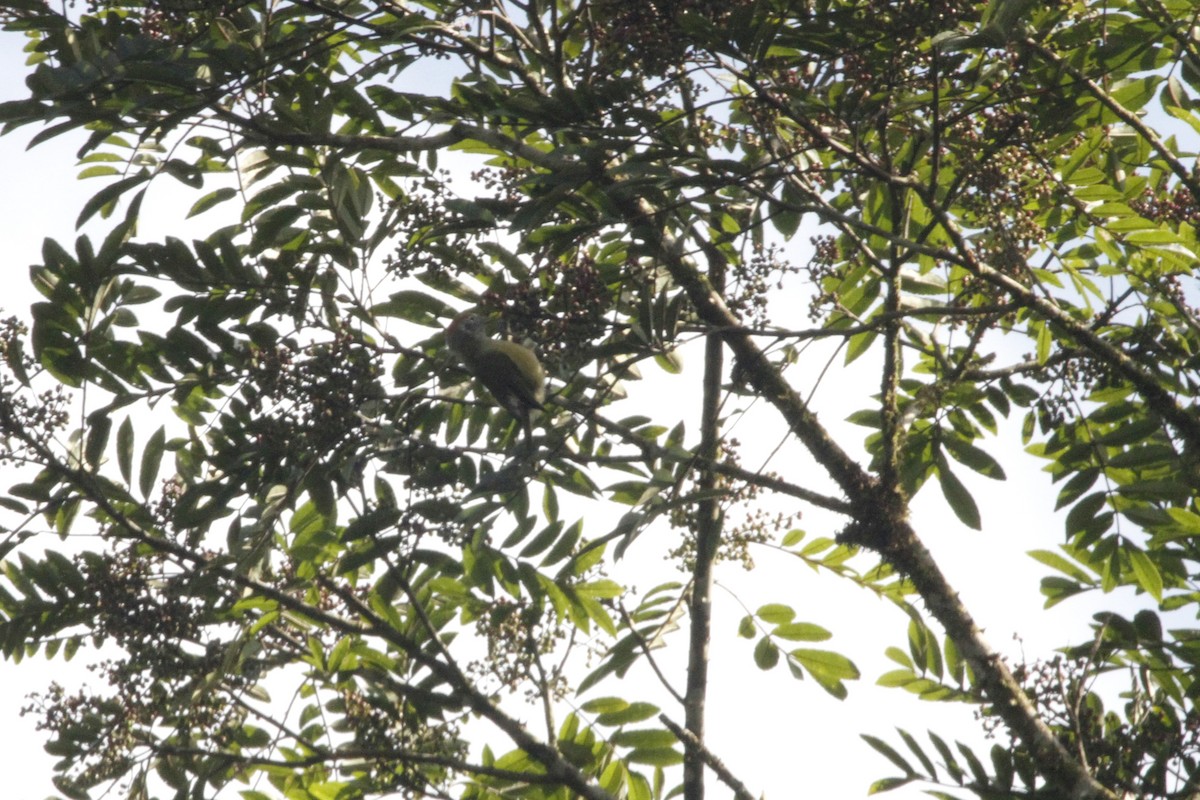 Rufous-crowned Greenlet - Elenice Griboski