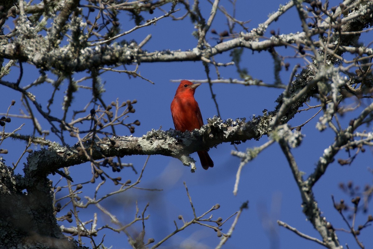 Summer Tanager - Nicole Desnoyers