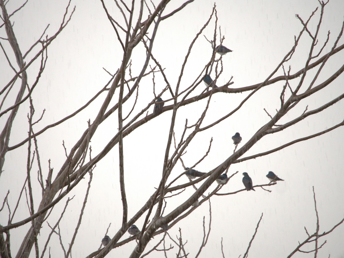 Tree Swallow - Jean-Marc Vallières