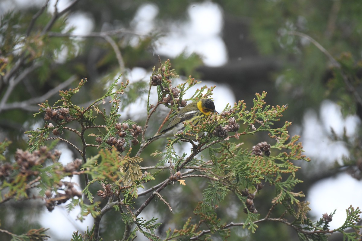 Cape May Warbler - Ryne Rutherford