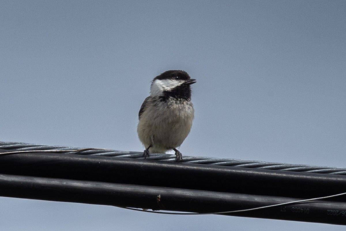 Black-capped Chickadee - L&J Meyer