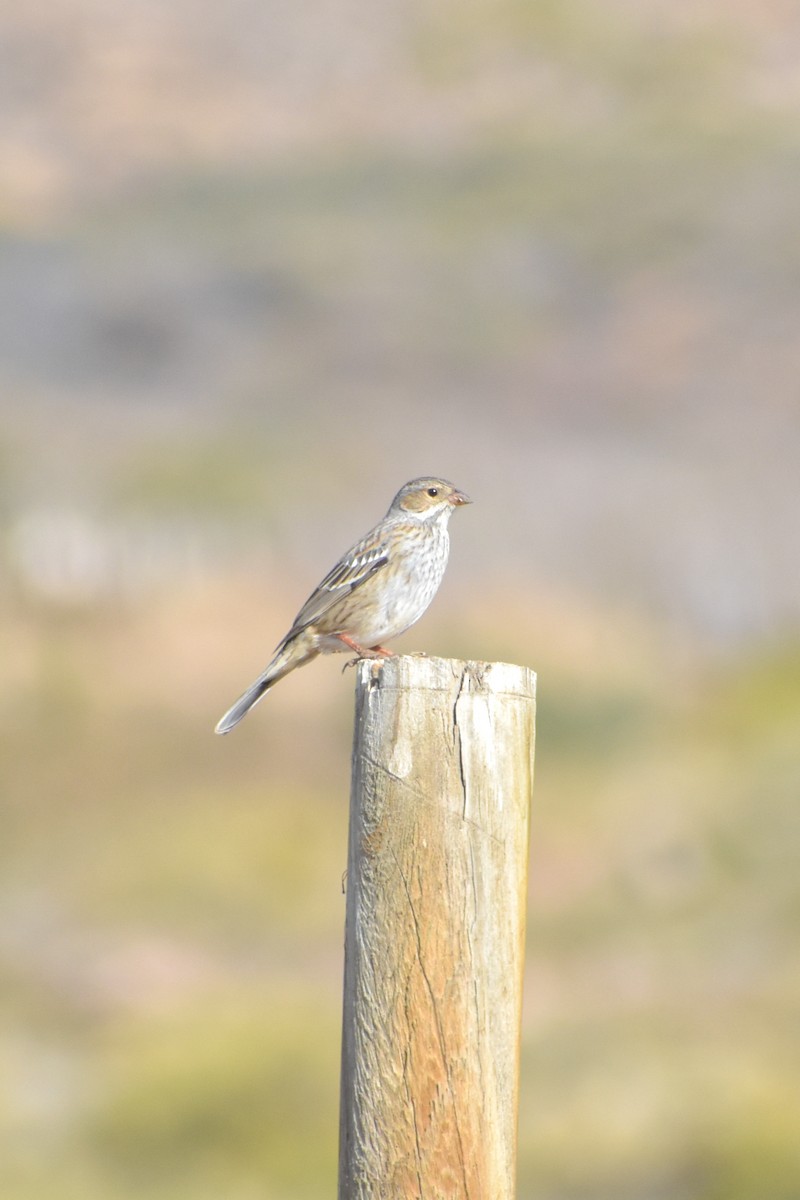 Mourning Sierra Finch - ML618922369