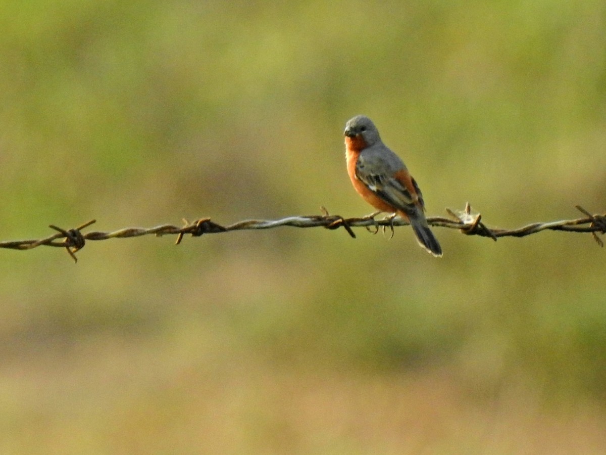 Ruddy-breasted Seedeater - Angela Soto