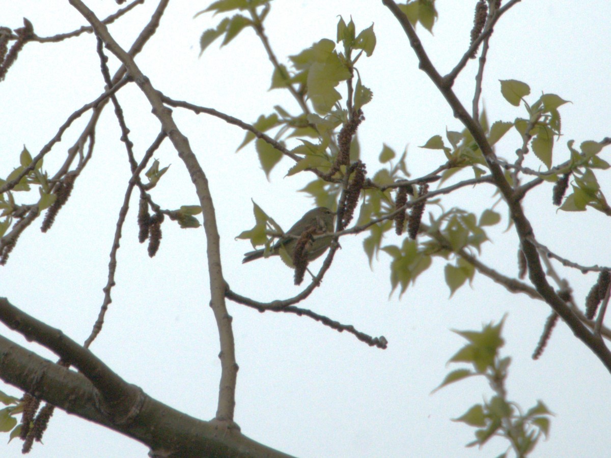 Orange-crowned Warbler - ML618922393