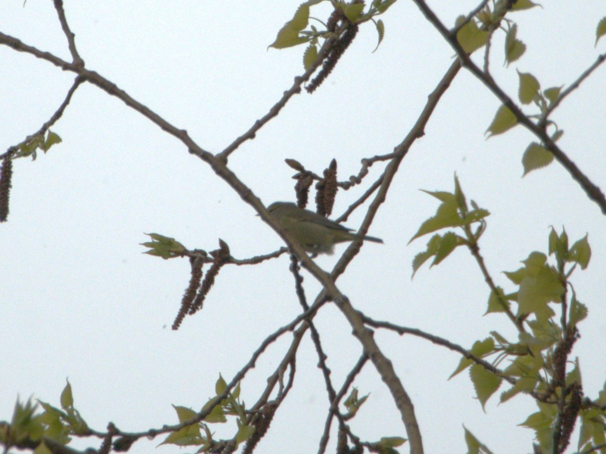 Orange-crowned Warbler - ML618922394