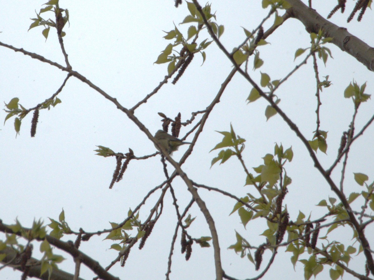 Orange-crowned Warbler - ML618922395