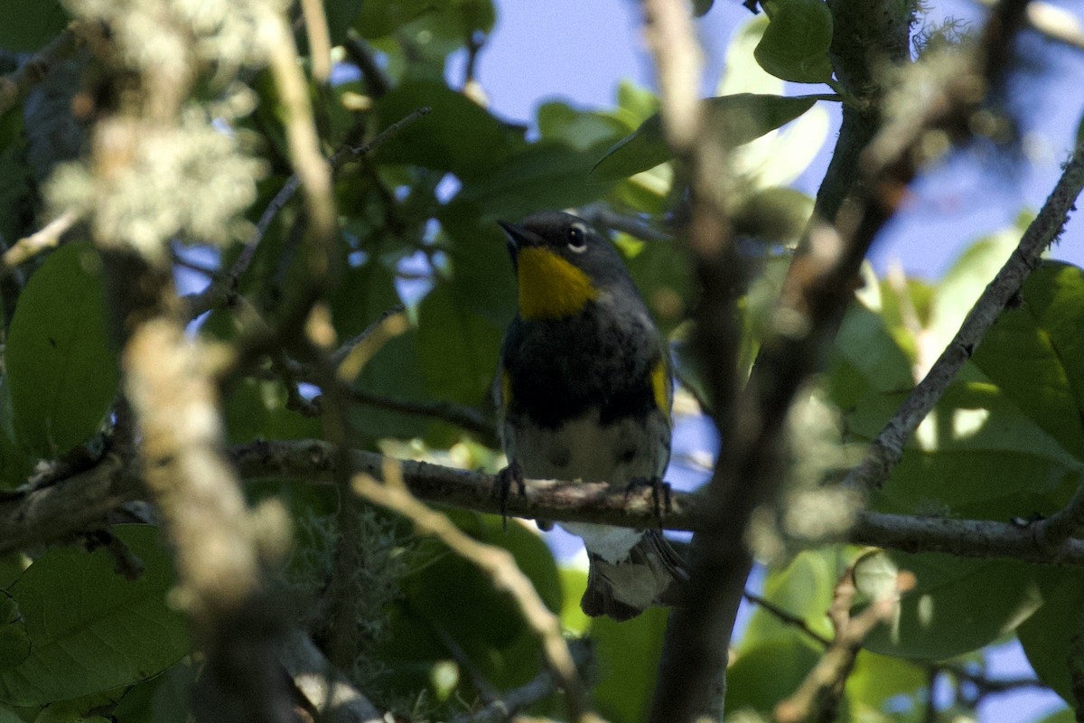 Yellow-rumped Warbler (Audubon's) - Nicole Desnoyers