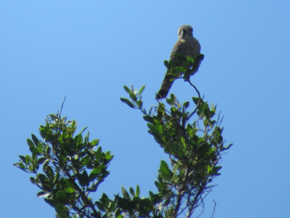 American Kestrel - Val Landwehr