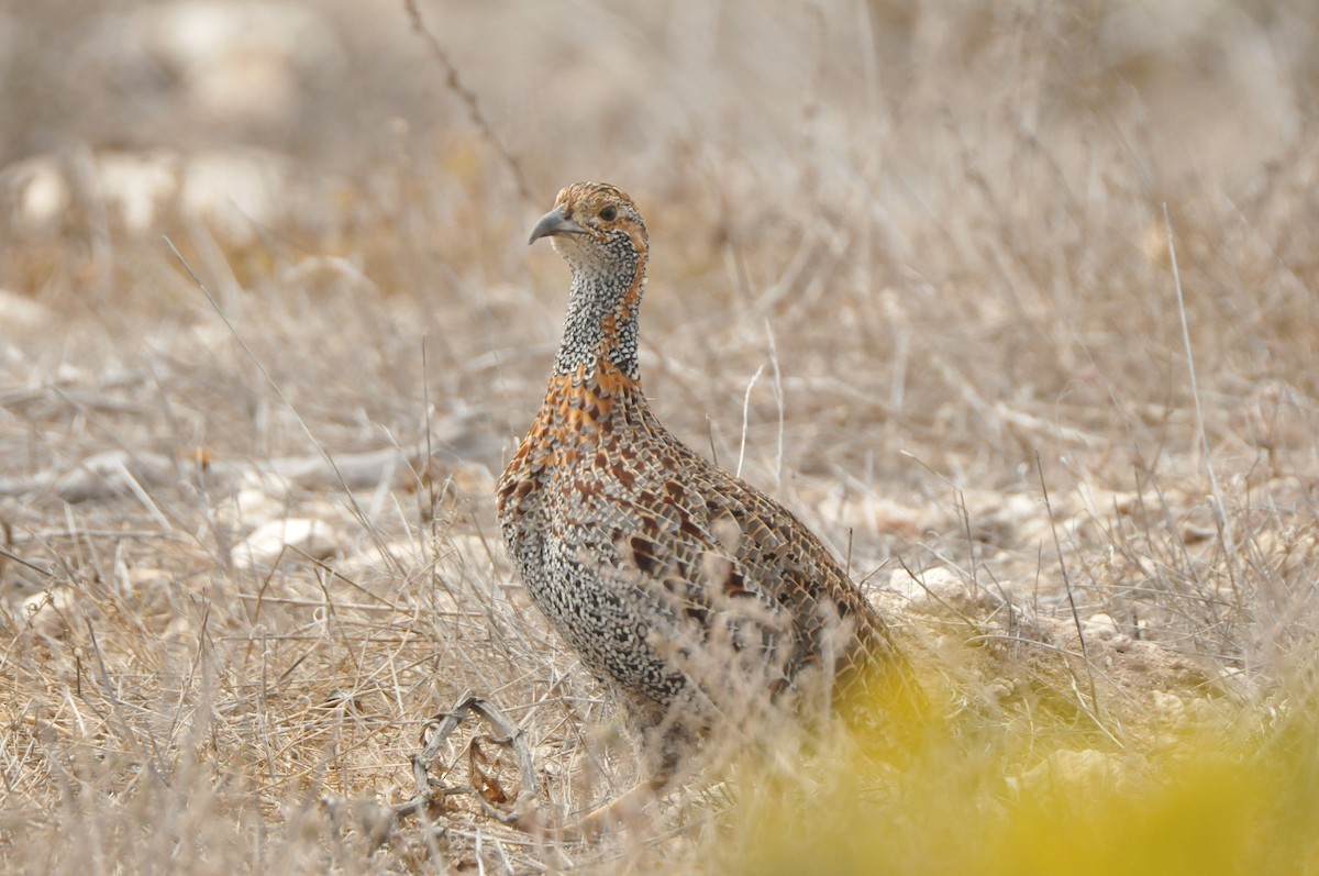 Gray-winged Francolin - ML618922449