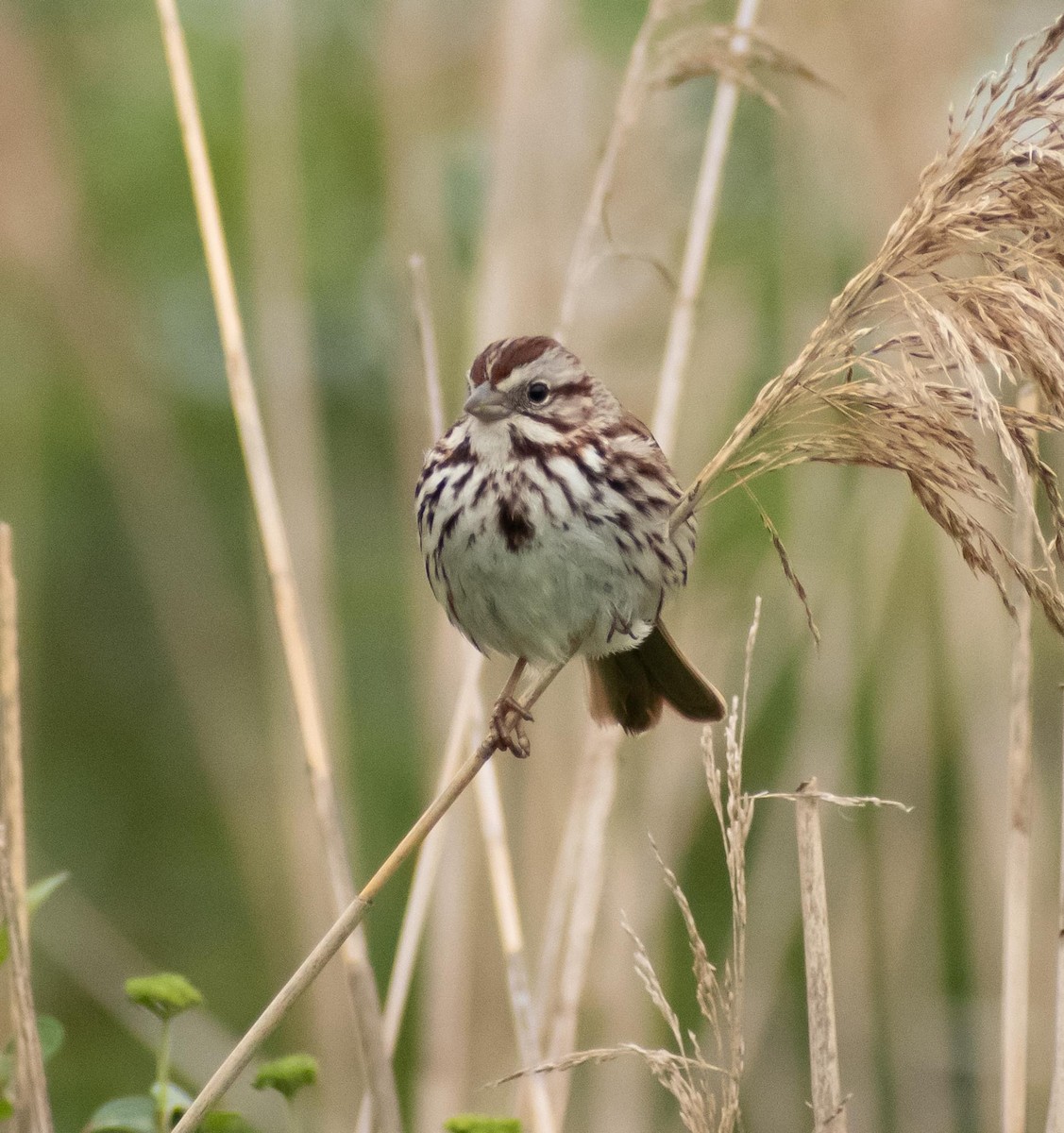 Song Sparrow - Randall Nett