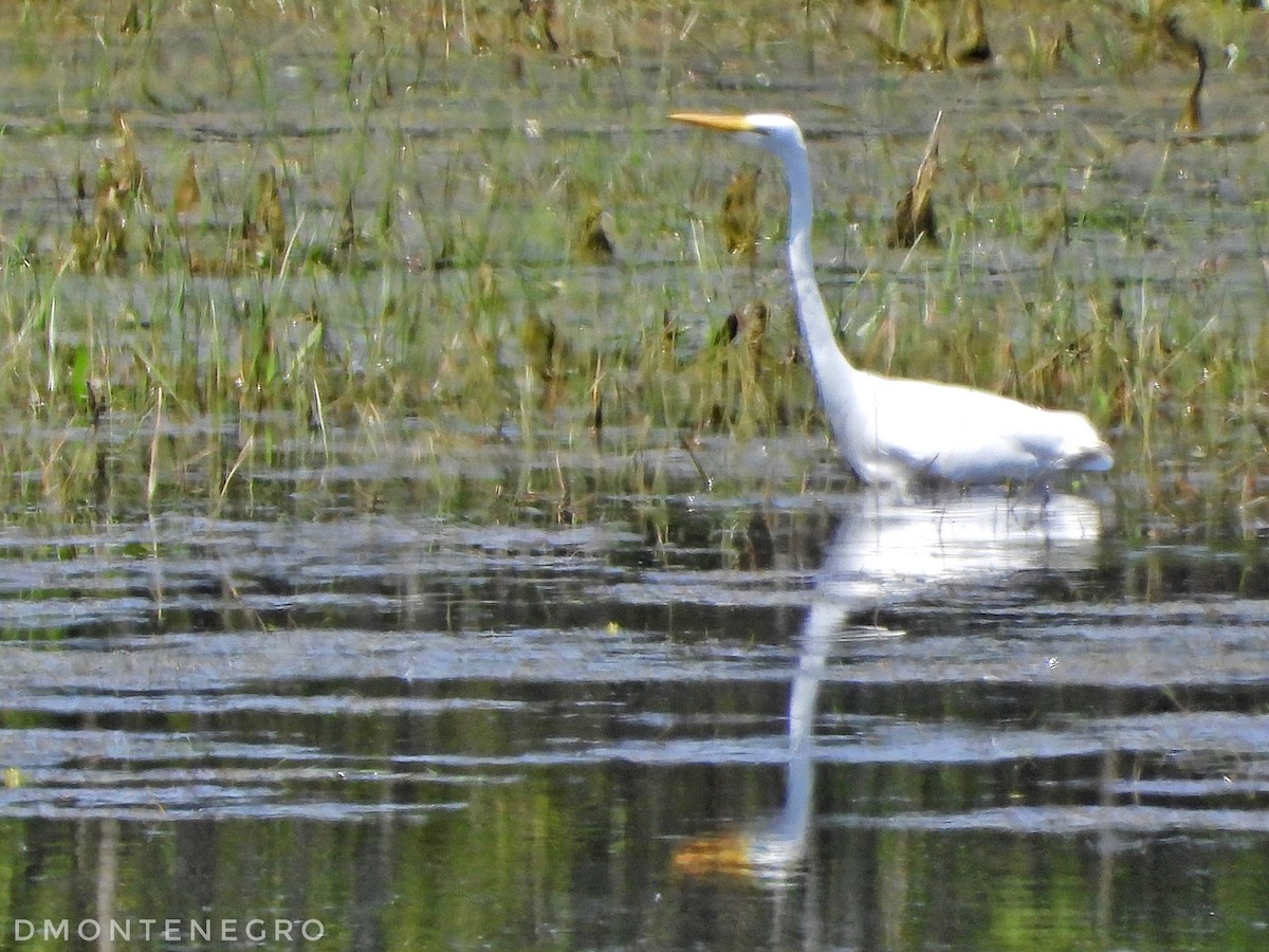 Great Egret - ML618922468