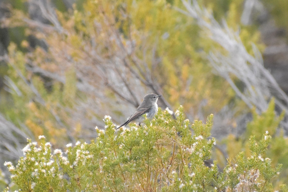 Spot-billed Ground-Tyrant - ML618922479