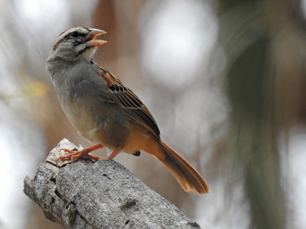Cinnamon-tailed Sparrow - Angela Soto