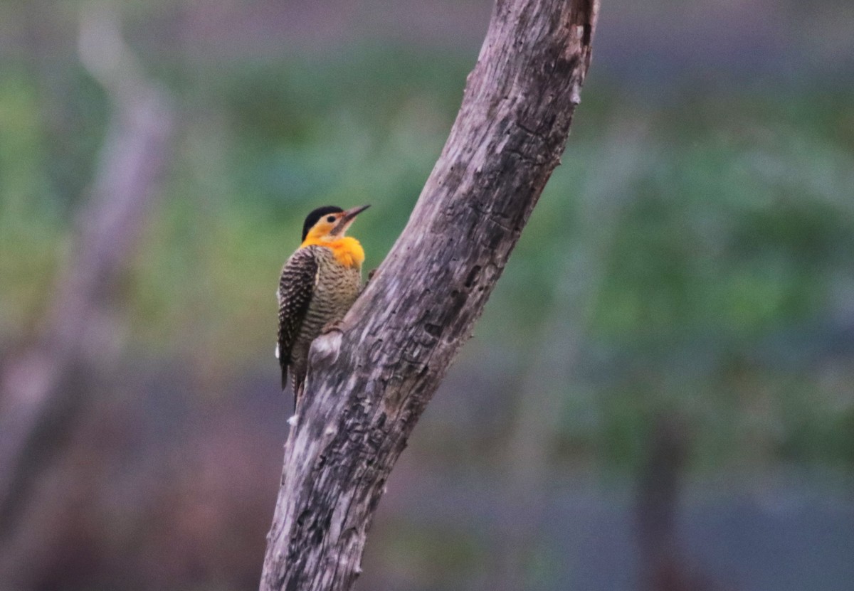 Campo Flicker - Haydee Cabassi