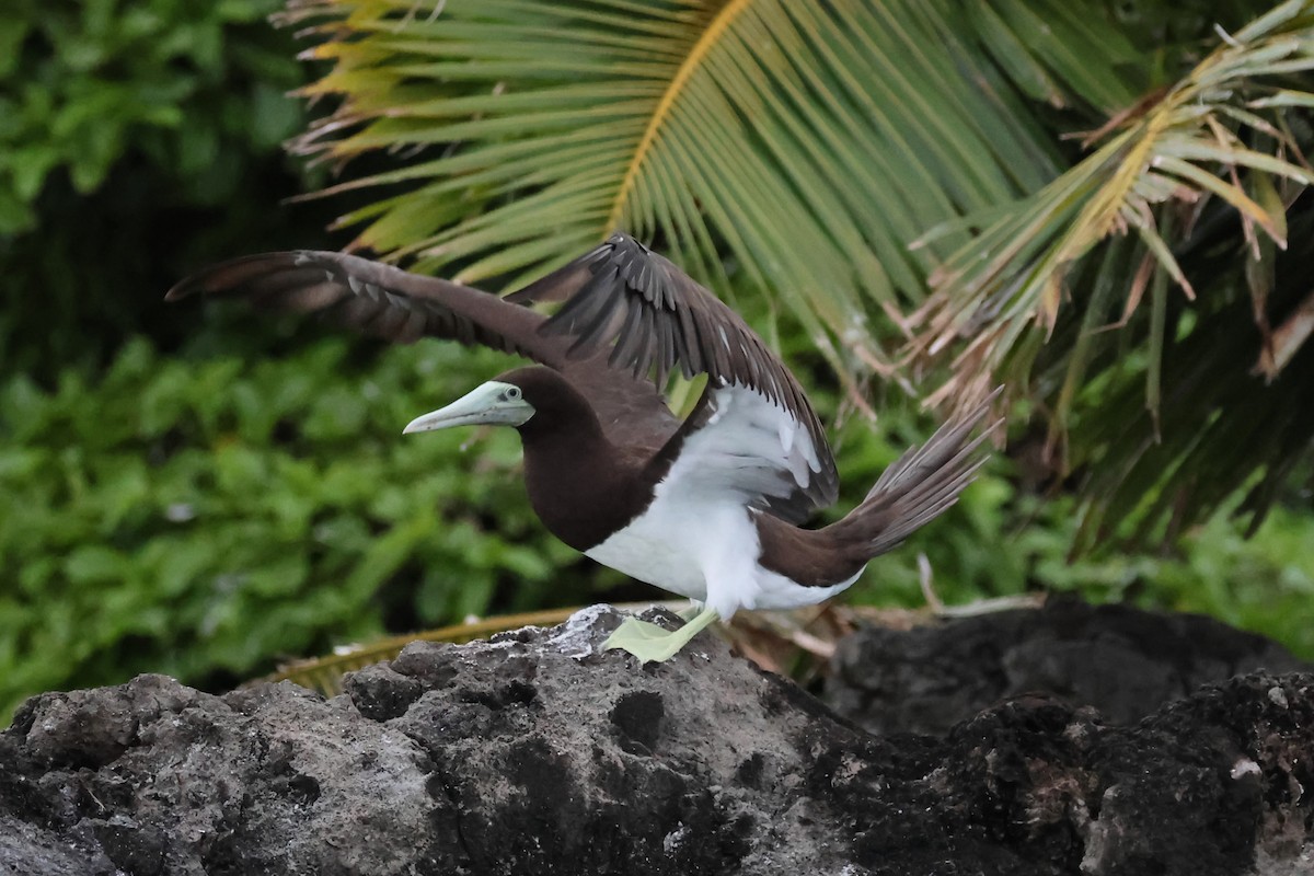 Brown Booby - ML618922514