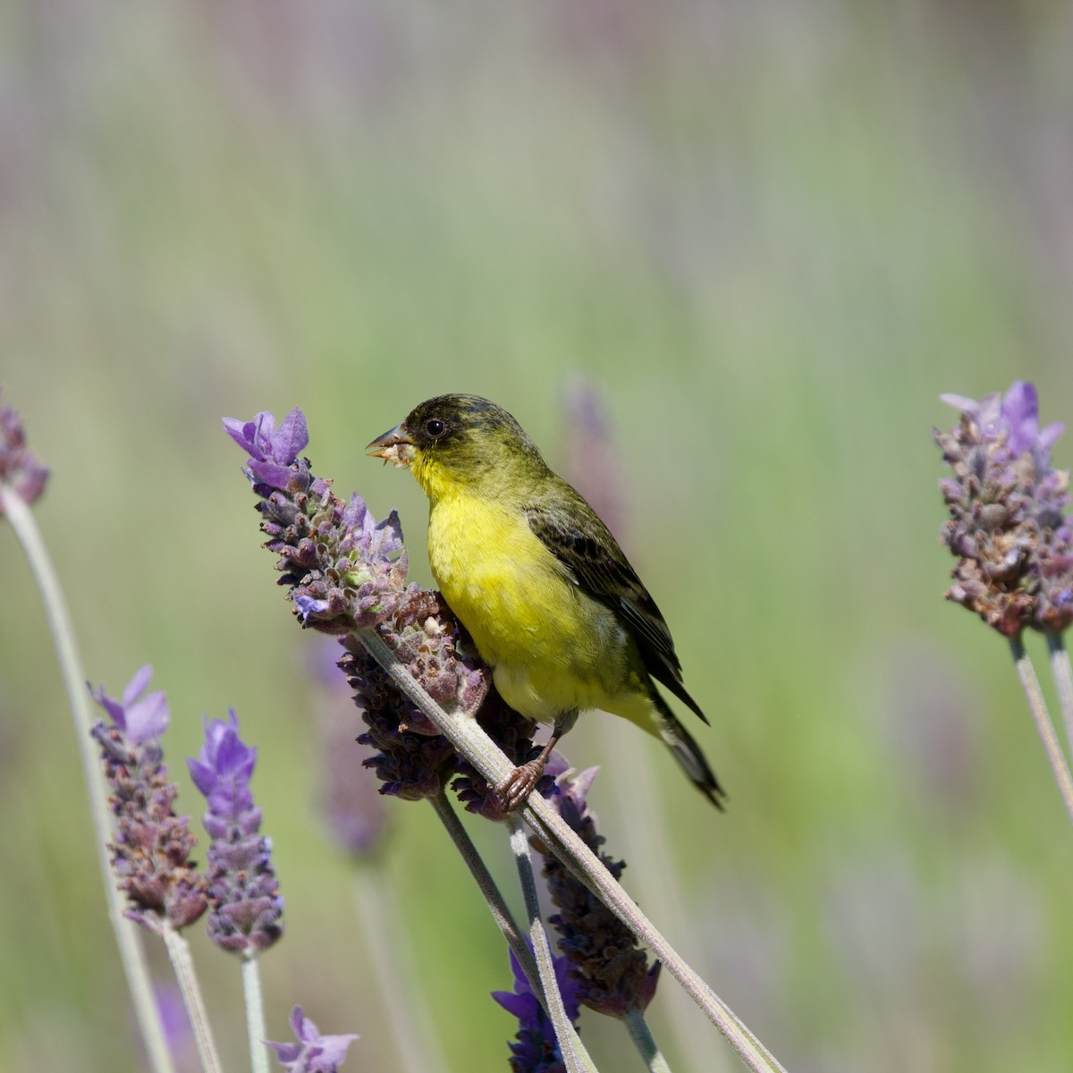 Lesser Goldfinch - Félix Cloutier