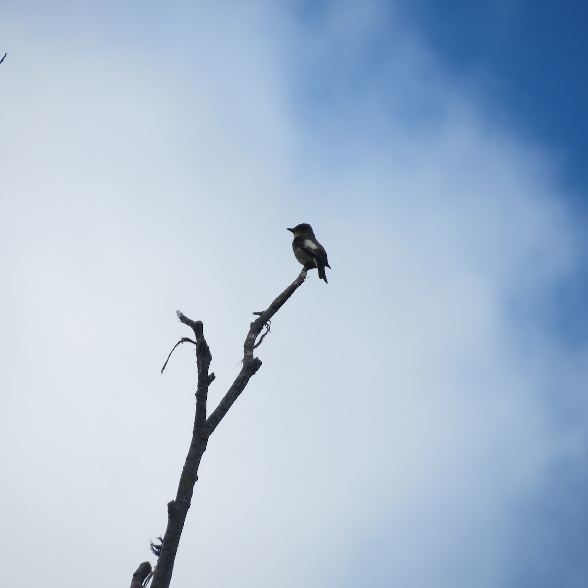 Olive-sided Flycatcher - ML618922526