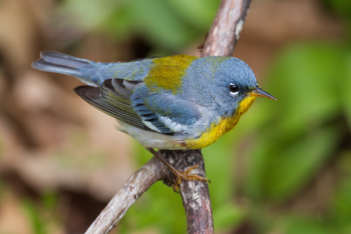 Northern Parula - Harris Stein