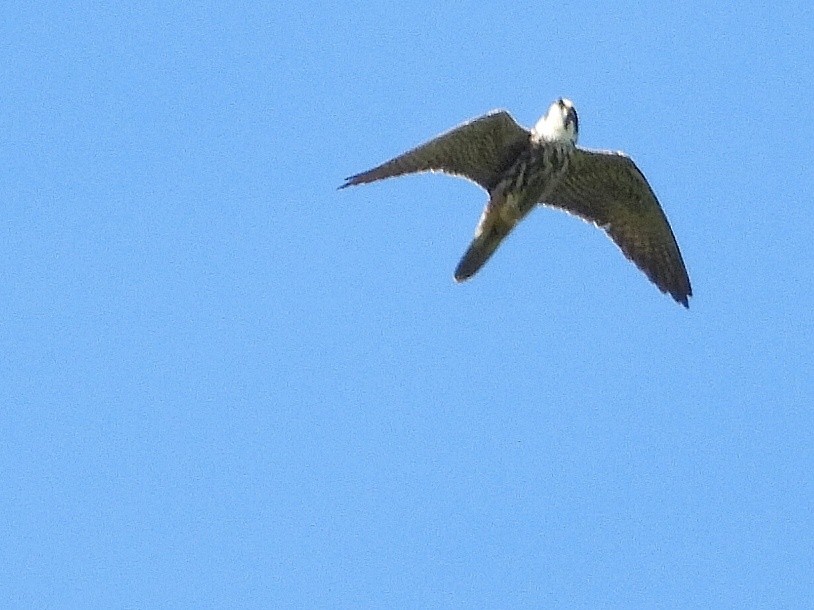 Eurasian Hobby - ML618922550