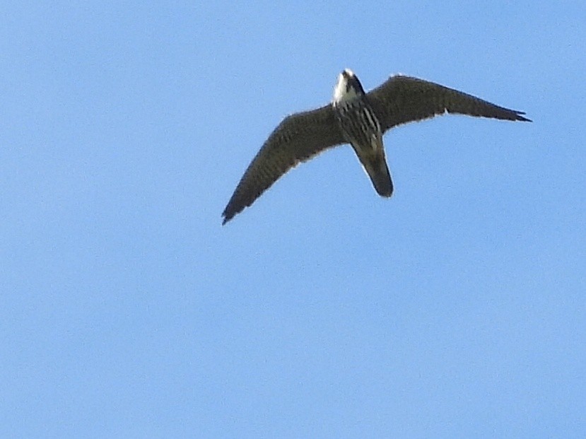 Eurasian Hobby - ML618922551