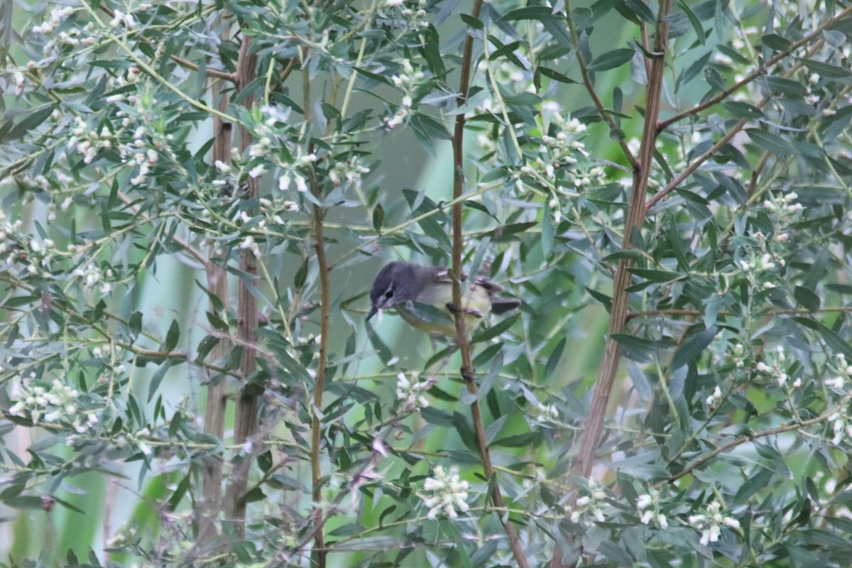 White-crested Tyrannulet - Haydee Cabassi