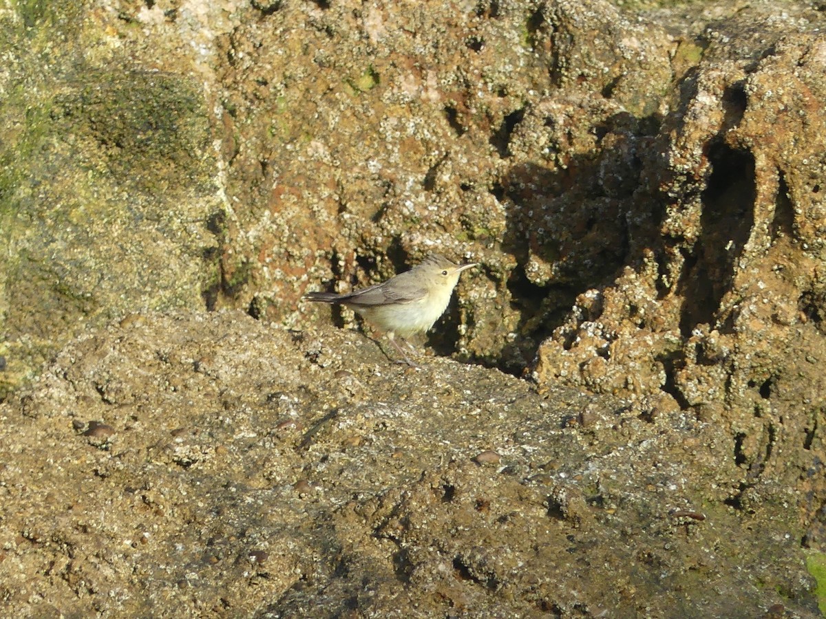 Melodious Warbler - Juan Rodríguez Roa